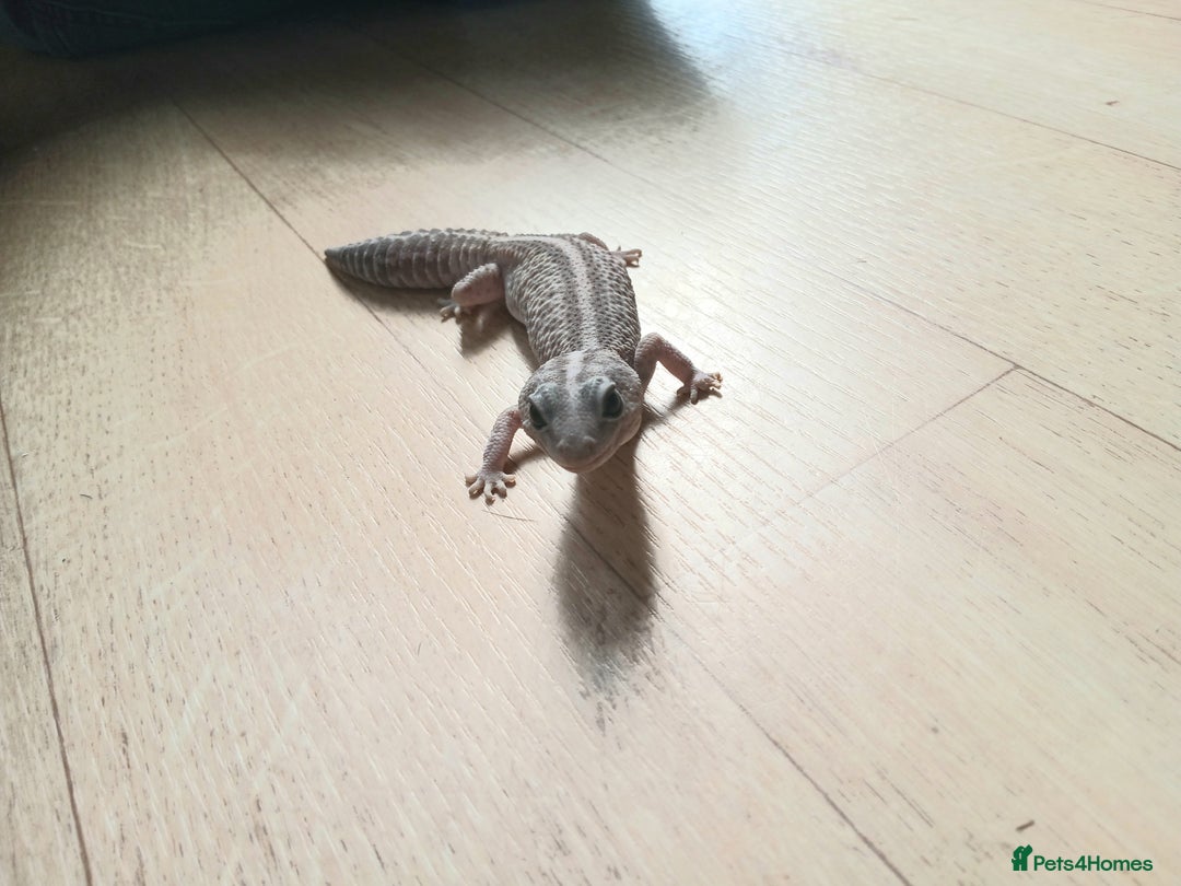 Gecko reptiles for sale: 2 leopard ghekos. - Image 7