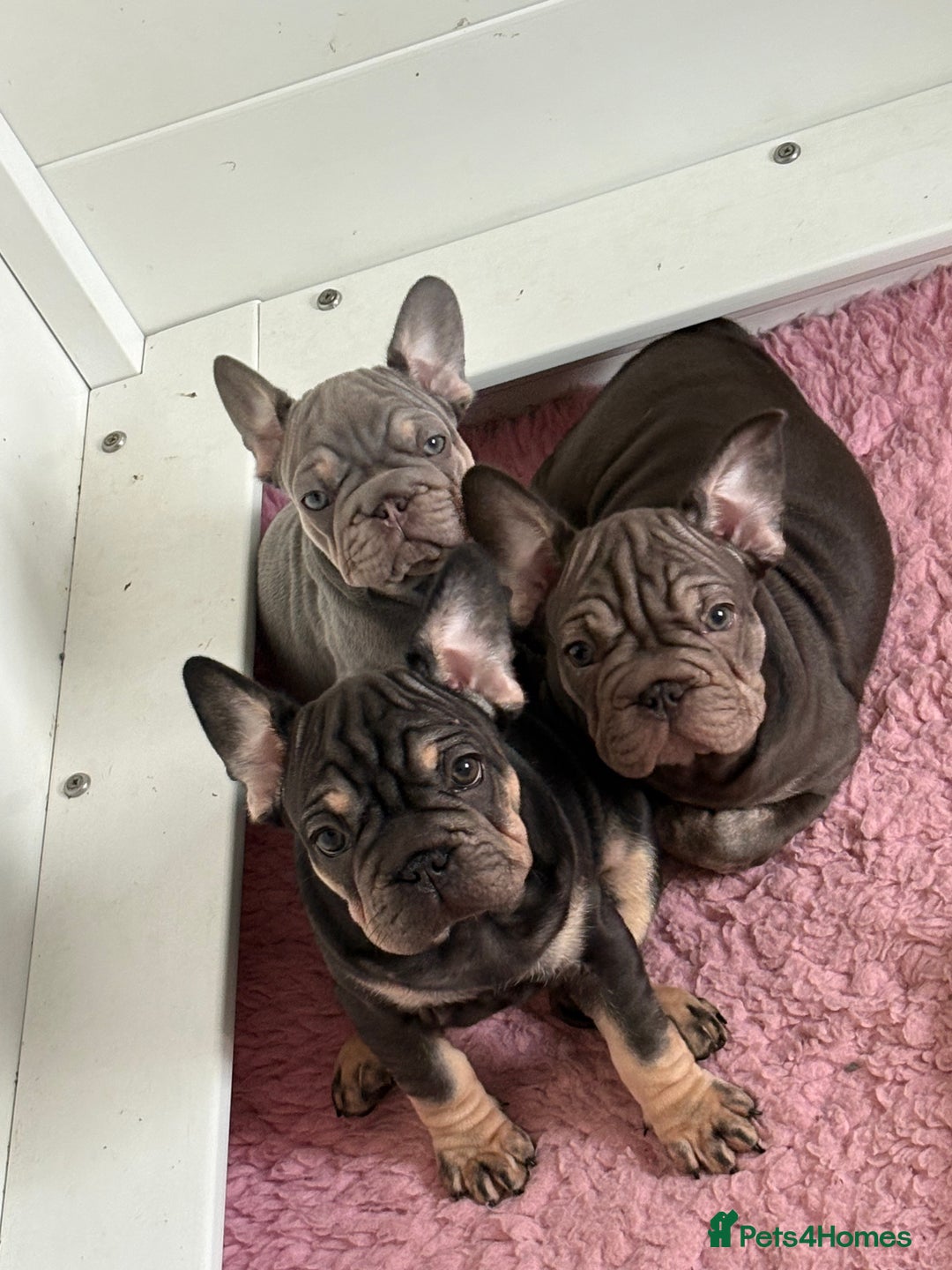 French Bulldog dogs for sale: Last 2 available  - Advert 4