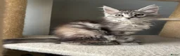 Maine Coon cats for sale: LAST GIRL AVAILABLE TICA Registered Maine Coons🩷 - Advert 3