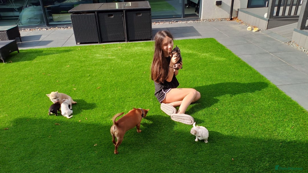 Chihuahua dogs for sale: 🐾Adorable Chihuahua Puppies Need 4ever Homes🐾 - Image 4