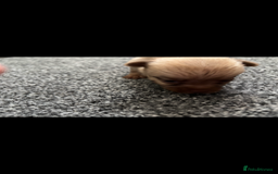Pomchi dogs for sale: Pomchi puppie for sale - Image 7