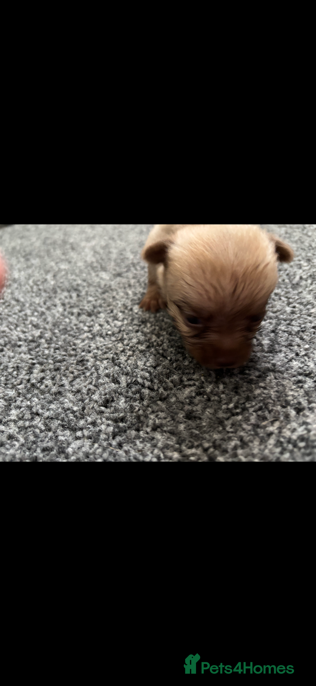 Pomchi dogs for sale: Pomchi puppie for sale - Image 7