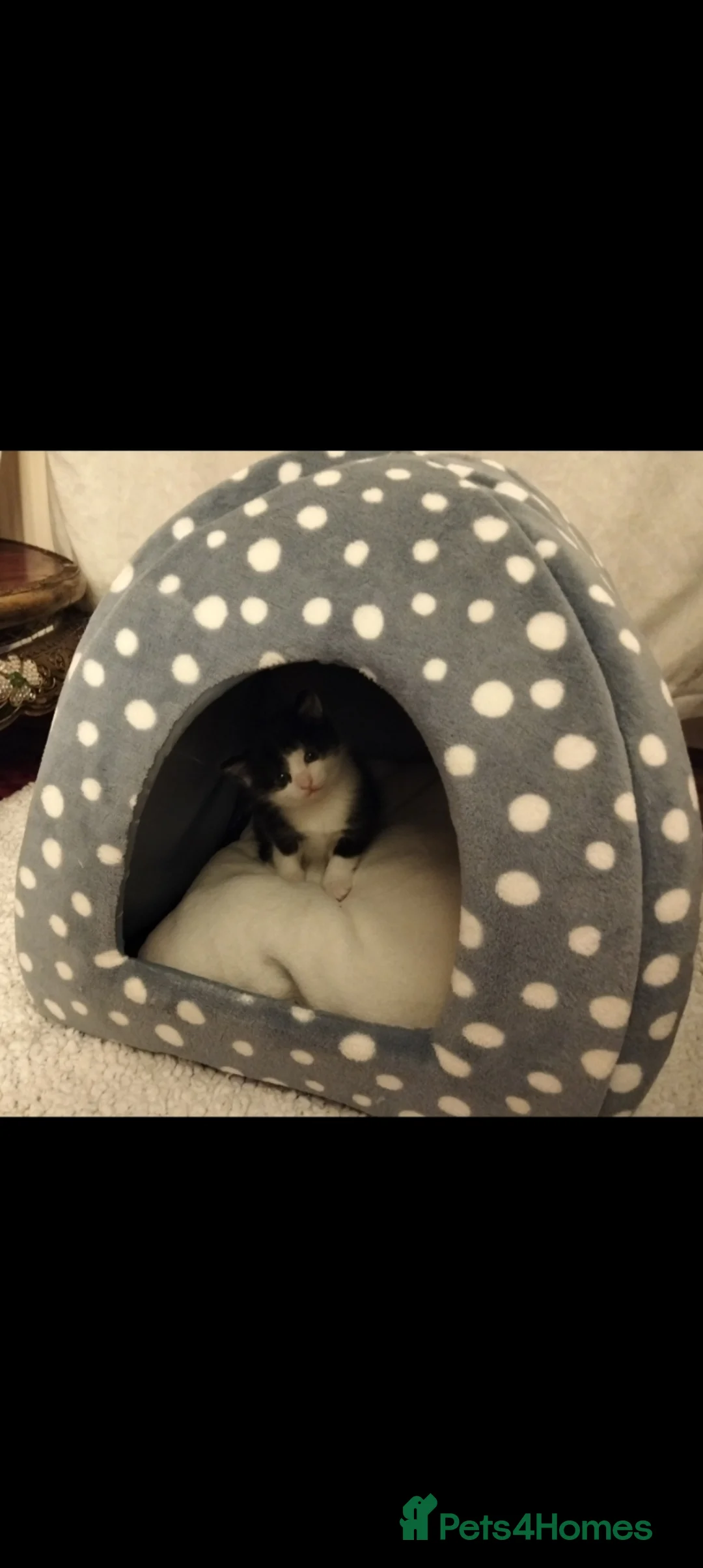 Mixed Breed cats for sale: Lovely kittens in Doncaster - Advert 4