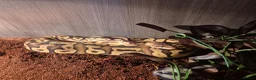 Python Snake reptiles for sale: Fire pastel royal python and viv - Advert 1