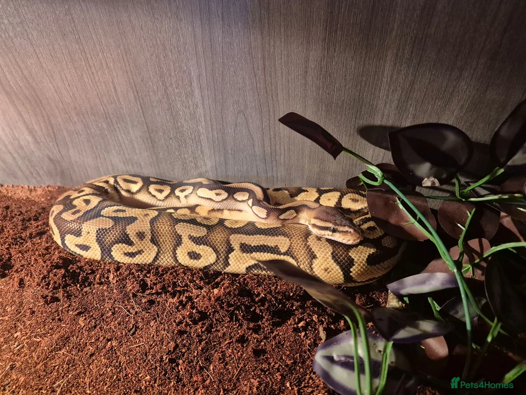 Python Snake reptiles for sale: Fire pastel royal python and viv - Advert 1