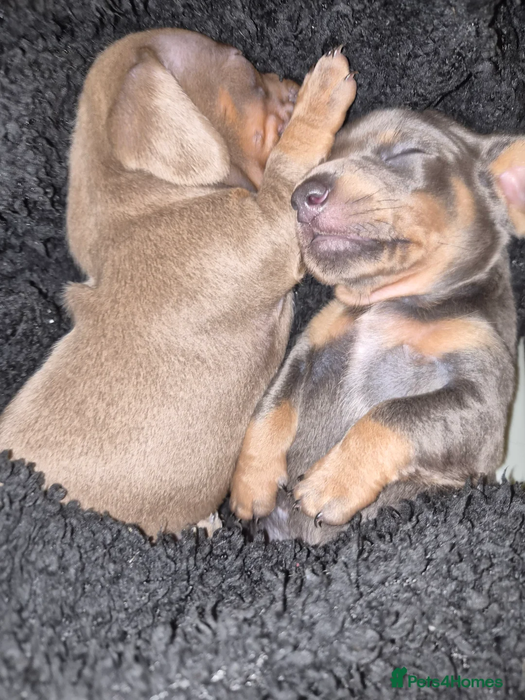 Miniature Dachshund dogs for sale: Miniature dashound male  - Advert 8