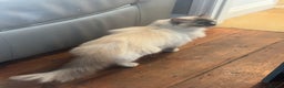 Ragdoll cats for sale: Bella GCCF Active & Luna  - Advert 5
