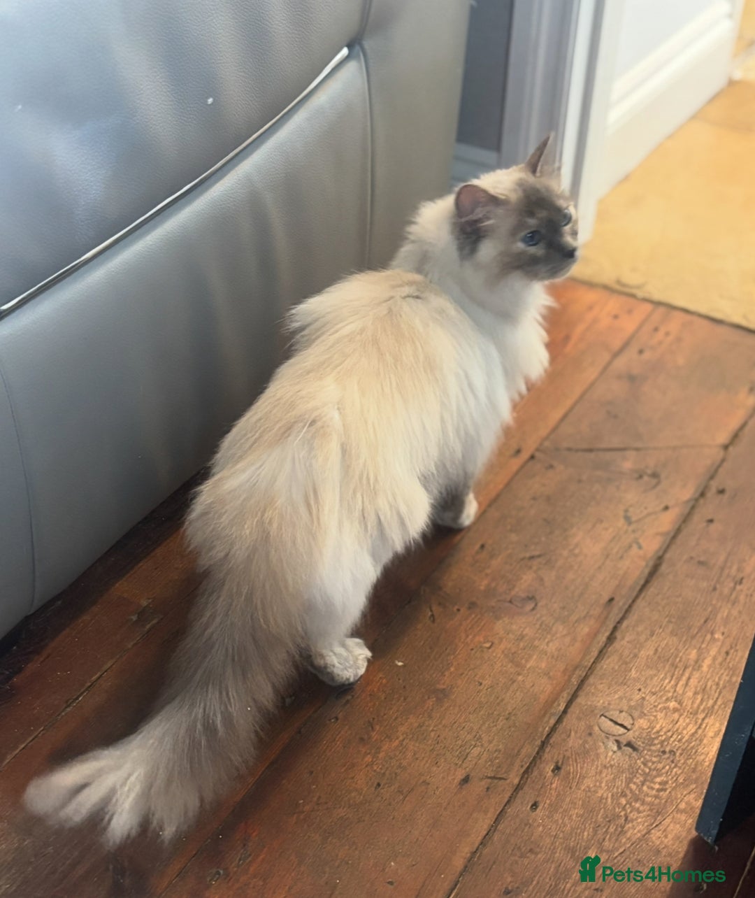 Ragdoll cats for sale: Bella GCCF Active & Luna  - Advert 5