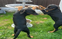 Dobermann dogs for sale: Rottweiler cross Doberman puppies  - Image 3