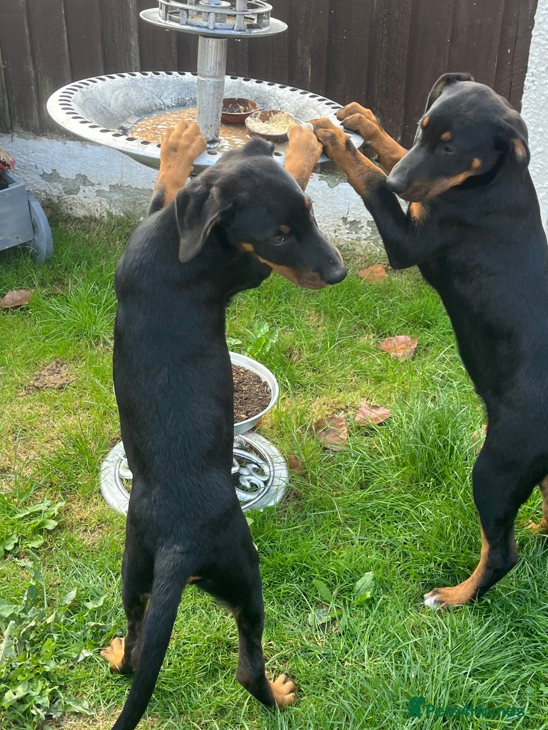 Dobermann dogs for sale: Rottweiler cross Doberman puppies  - Image 3