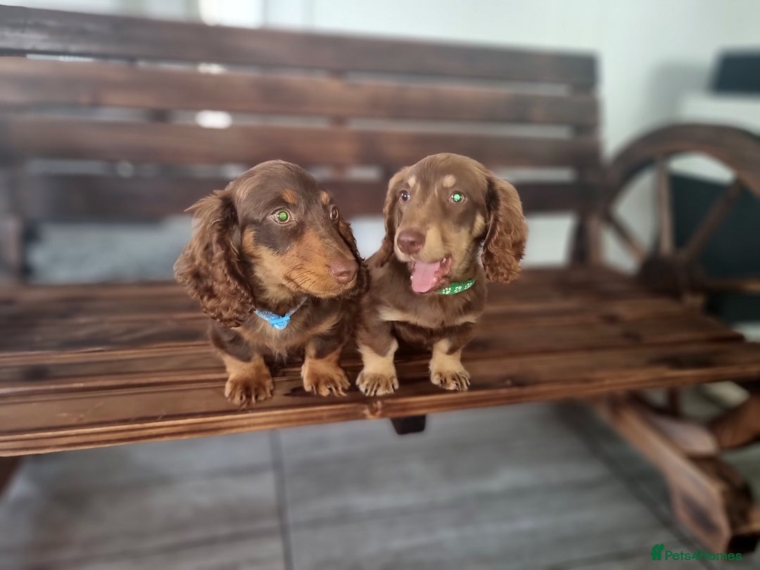 Mixed Breed dogs for sale: Dashound pups 8 weeks today 26 July  in Chesterfield - Image 8