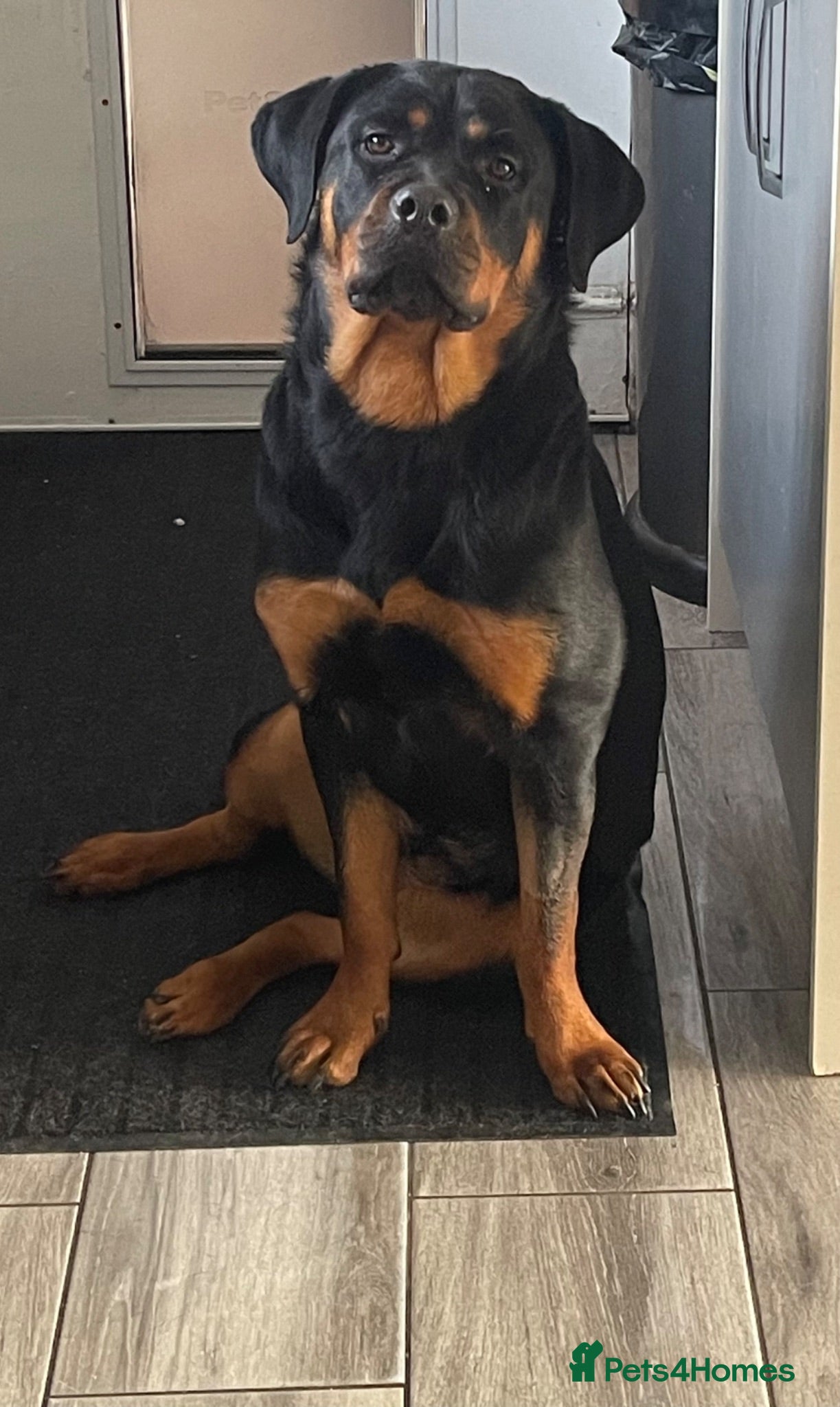 Rottweiler dogs Sad sale of kc reg Rottweiler bitch - Advert 4