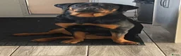 Rottweiler dogs for sale: Sad sale of kc reg Rottweiler bitch in Wigan - Advert 1
