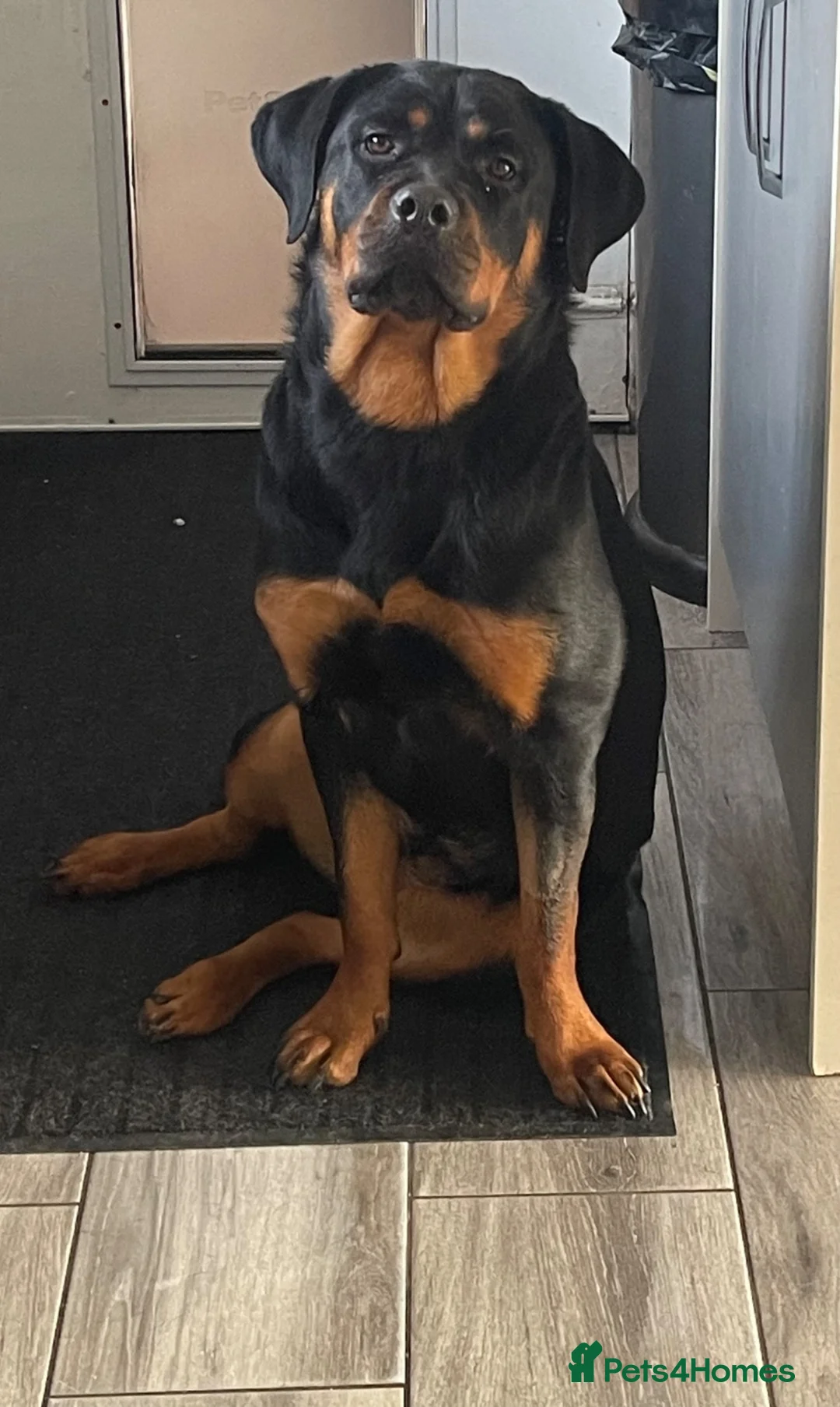 Rottweiler dogs for sale: Sad sale of kc reg Rottweiler bitch in Wigan - Advert 1