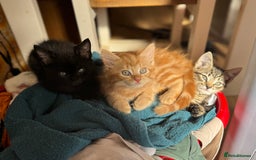 Mixed Breed cats for sale: Low Price, 4 beautiful babies looking for homes - Image 4