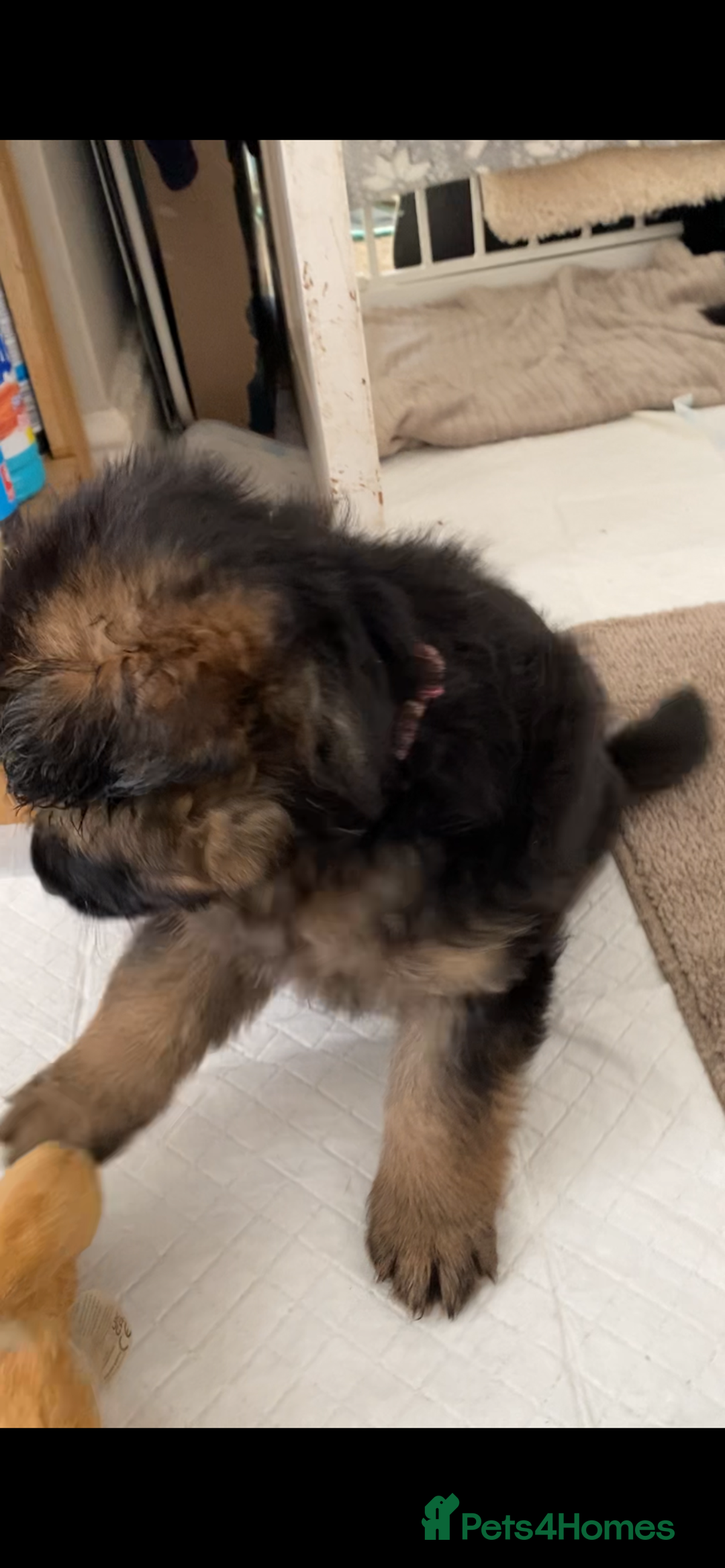 German Shepherd dogs for sale: KC REGISTERED GERMAN SHEPHERD PUPS - Image 18