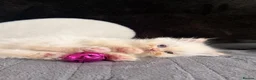 Persian cats for sale: 💗 Gorgeous Fluffy Persian Kittens 🐾 - Advert 3