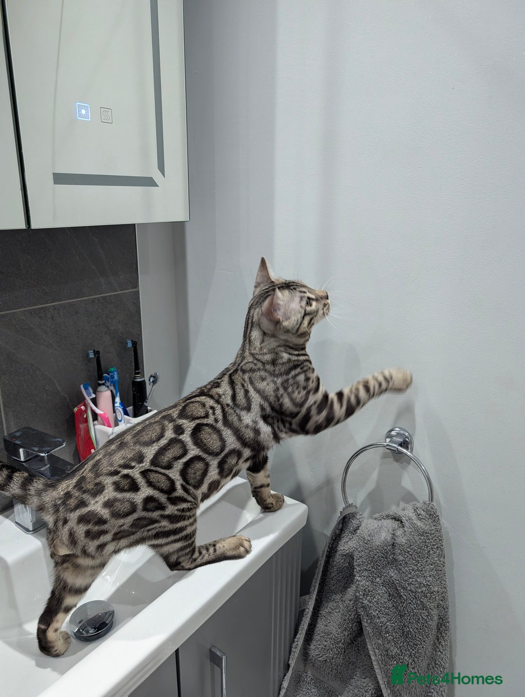 Bengal cats for sale: 2x Silver bengal for sale - male - Advert 9