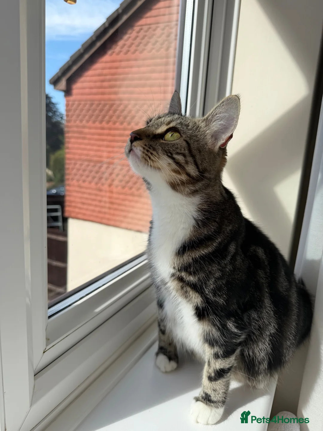 Mixed Breed cats for sale: Beautiful kittens looking for a forever home🐈🥹 - Advert 2