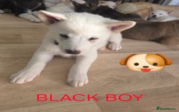 Akita dogs for sale: American akita puppies x10 - Image 8