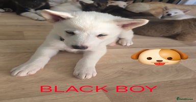 Akita dogs - Advert 1