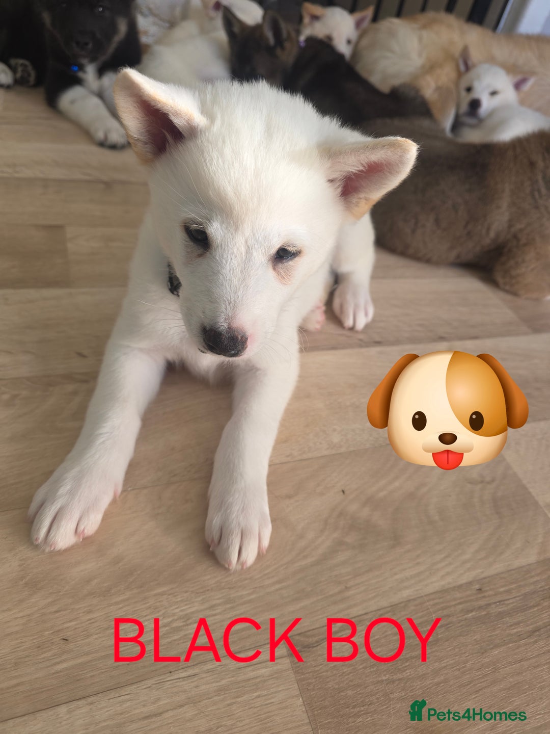 Akita dogs for sale: American akita puppies x10 - Image 8