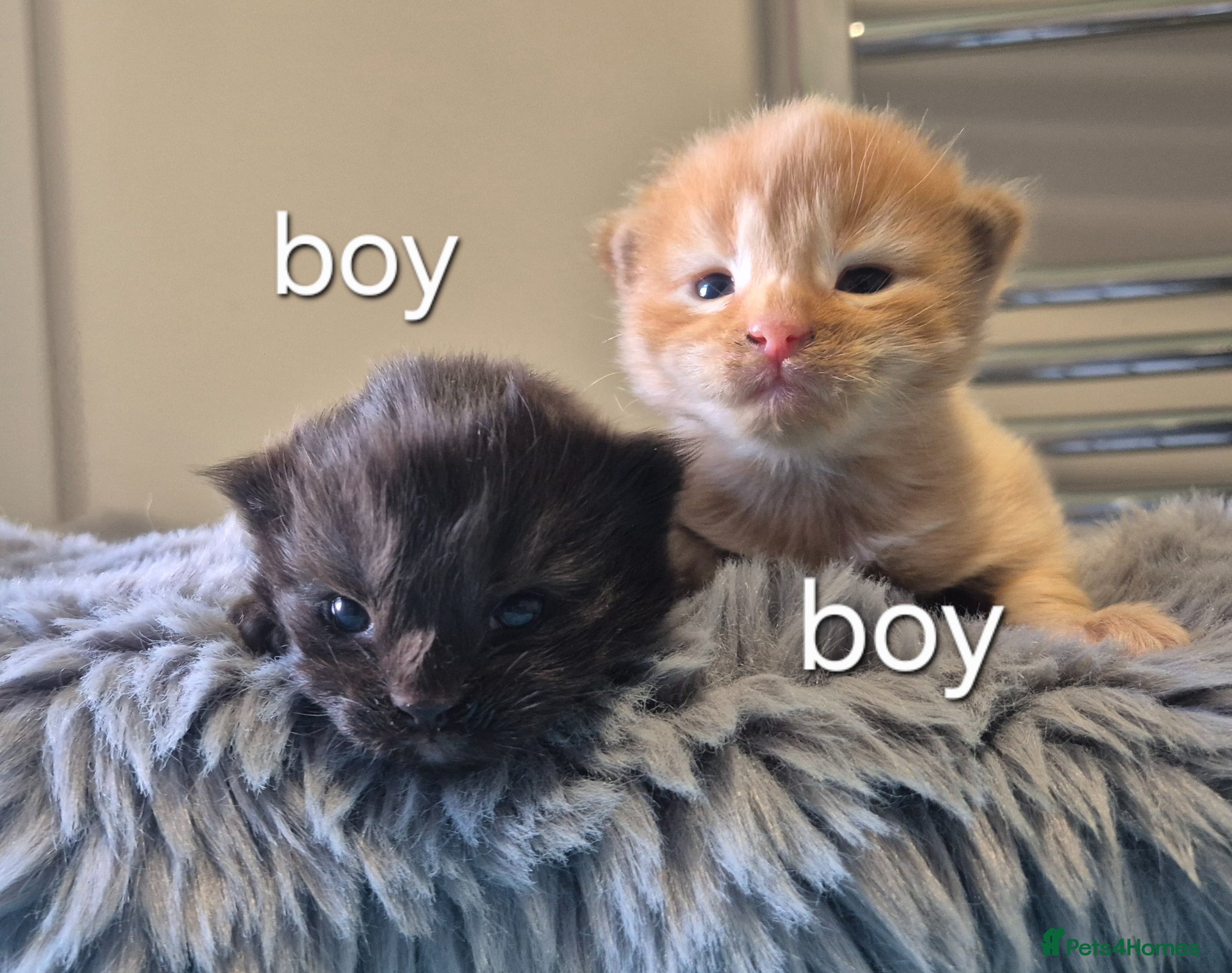 Maine Coon cats 🐱MAINE COON KITTENS READY TO RESERVE 🐱 - Advert 1