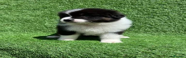 Australian Shepherd 1