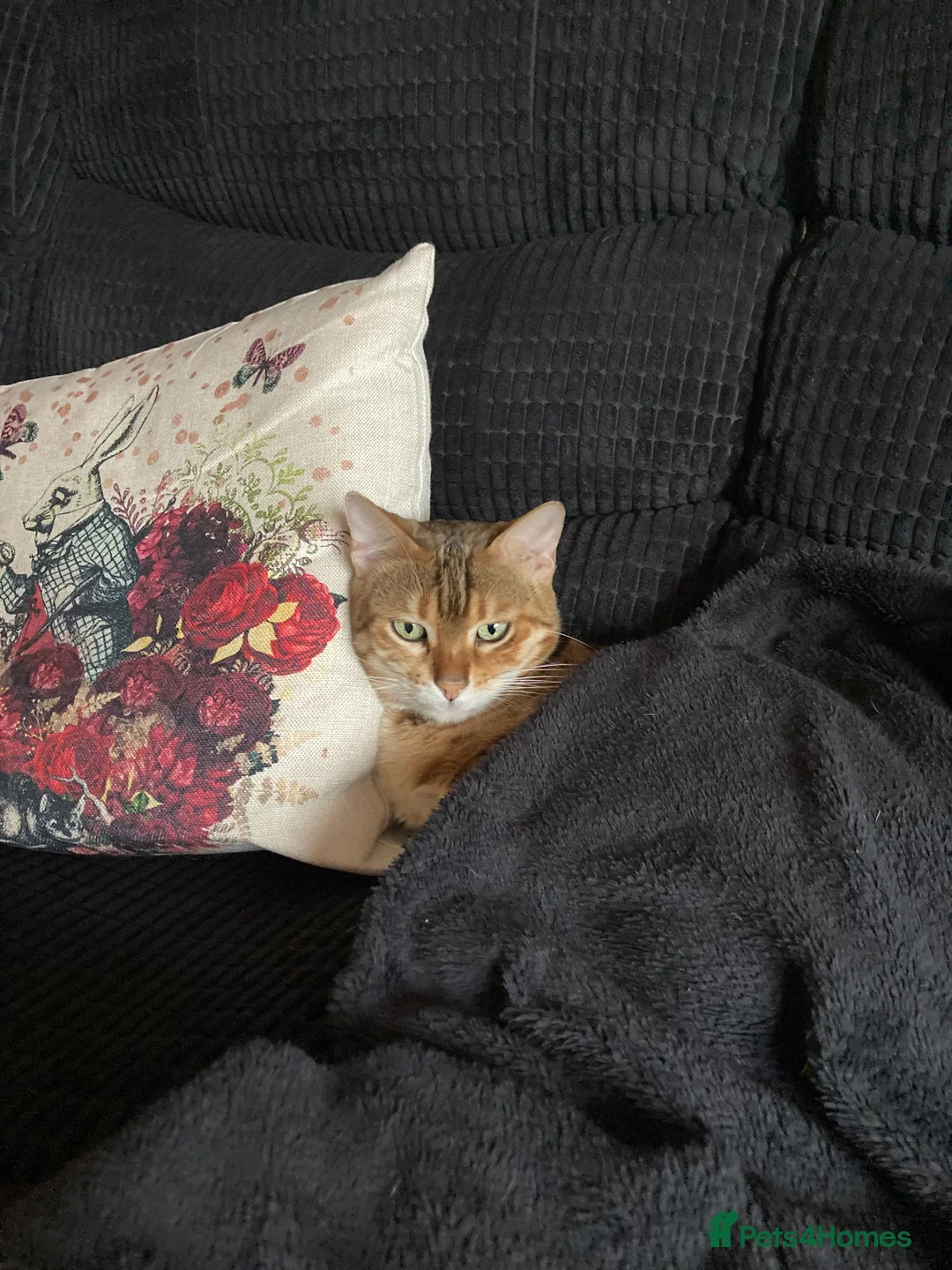 Bengal cats for sale: Beautiful Bengal girl - Advert 13