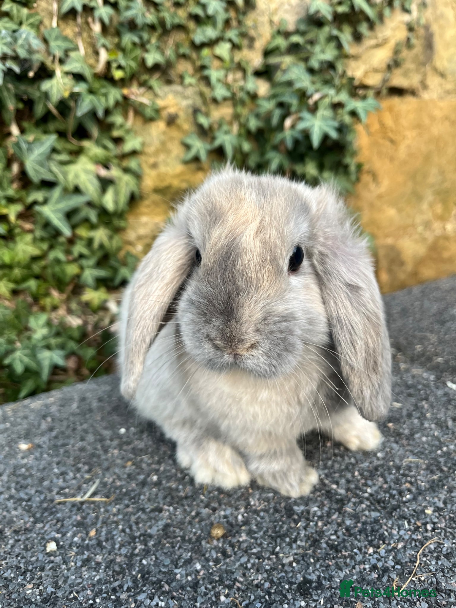 Mini Lop rabbits Gorgeous lilac harlequin mini lop buck ready now  - Advert 11