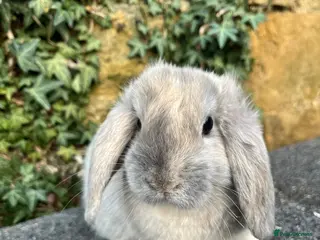 Mini Lop rabbits Gorgeous lilac harlequin mini lop buck ready now - Advert 11