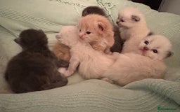 Ragdoll cats for sale: Beautiful Ragdoll Kittens  - Advert 9