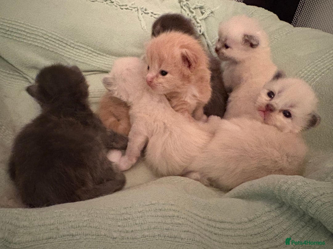 Ragdoll cats for sale: Beautiful Ragdoll Kittens  - Advert 9