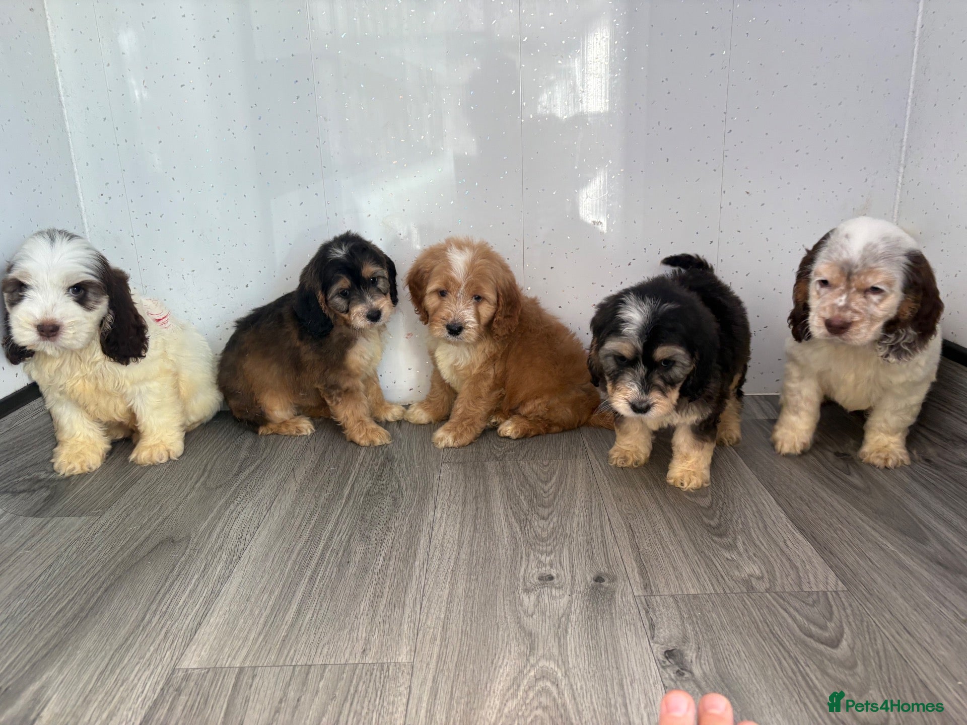 Cockapoo dogs Beautiful cockapoo puppys - Advert 1