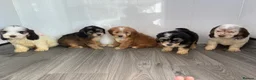 Cockapoo dogs for sale: Beautiful cockapoo puppys - Advert 1