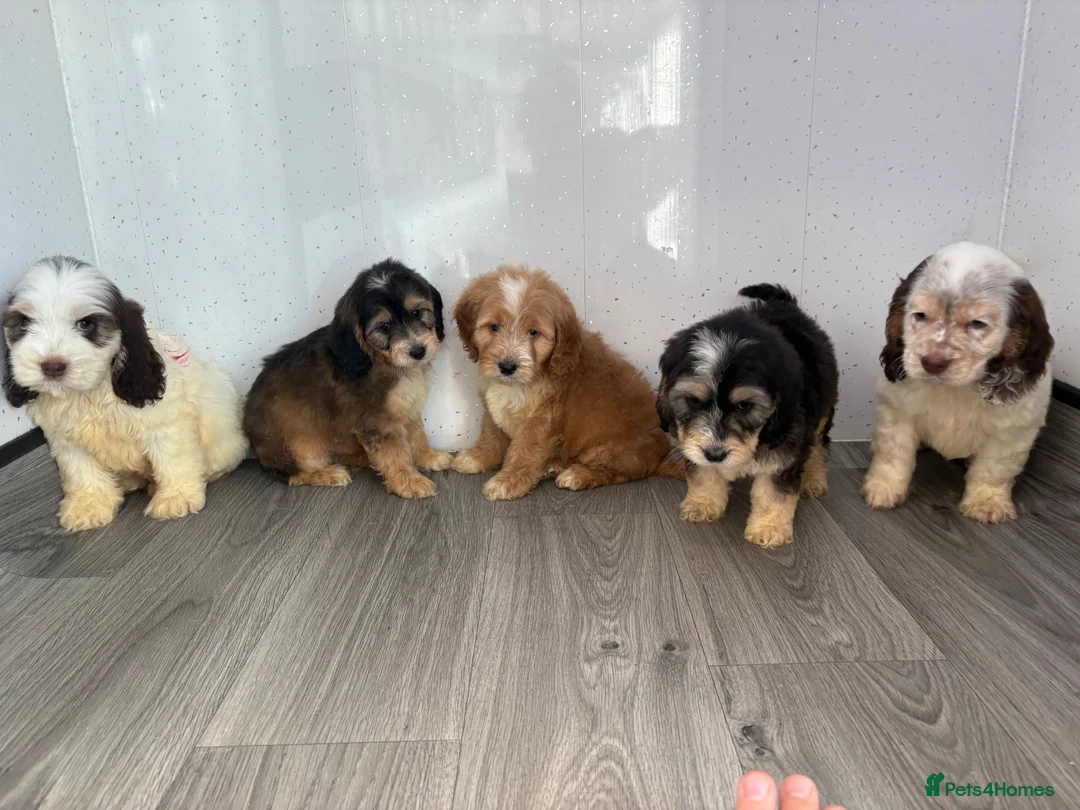 Cockapoo dogs for sale: Beautiful cockapoo puppys - Advert 1