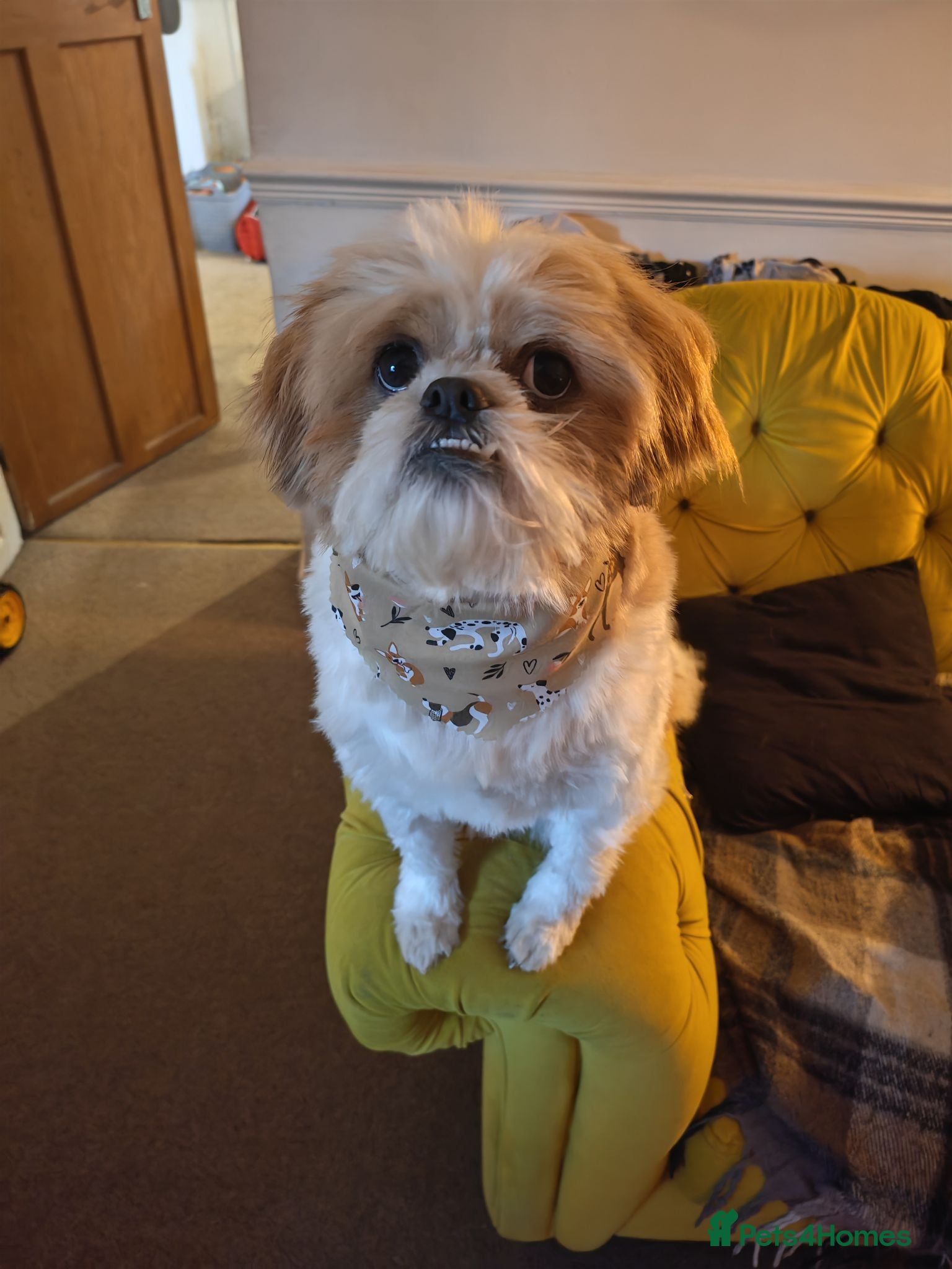 Shih Tzu dogs Heartbreaking rehome needed for Shih Tzu - Advert 4
