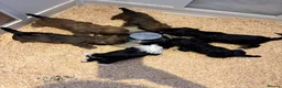 Mixed Breed dogs for sale: F1 Lhasaliers ✨ - Advert 13
