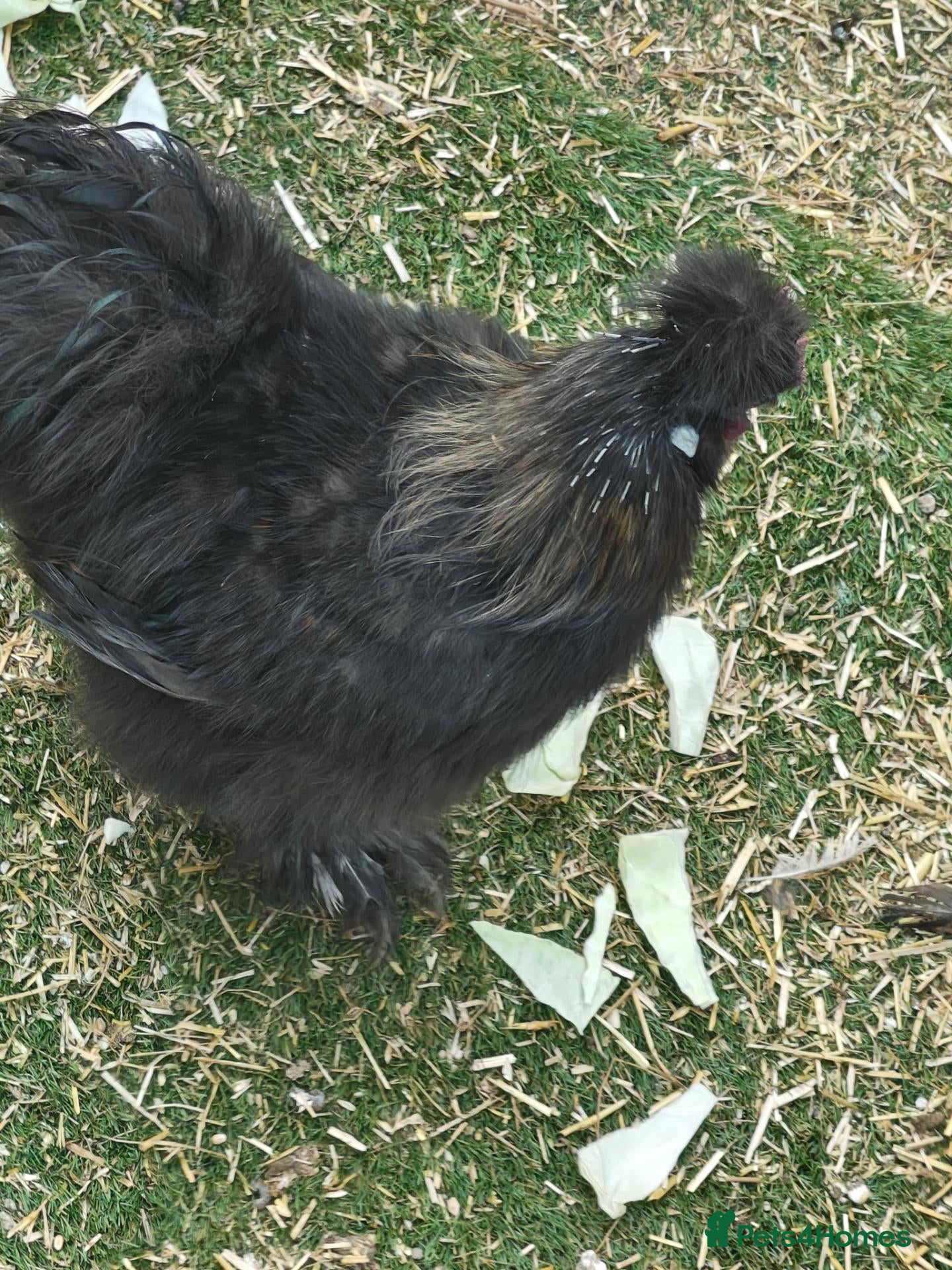 Chickens poultry Free Silkie affectionate, friendly  - Advert 1
