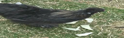 Chickens poultry for sale: Free Silkie affectionate, friendly  in Bolton - Advert 1