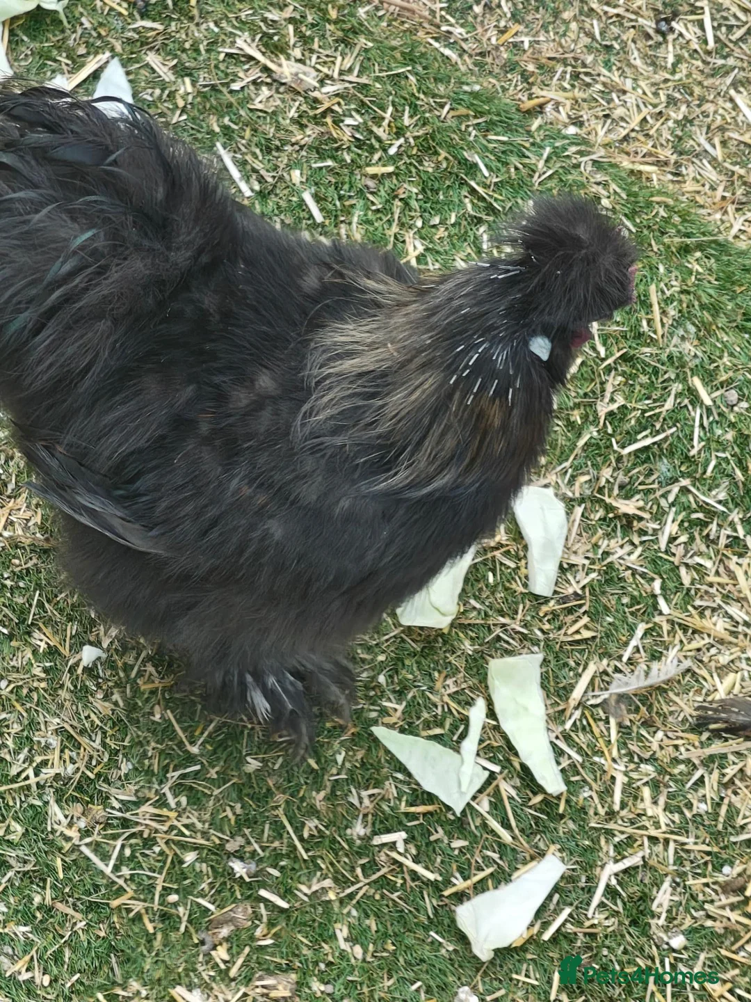 Chickens poultry for sale: Free Silkie affectionate, friendly  in Bolton - Advert 1