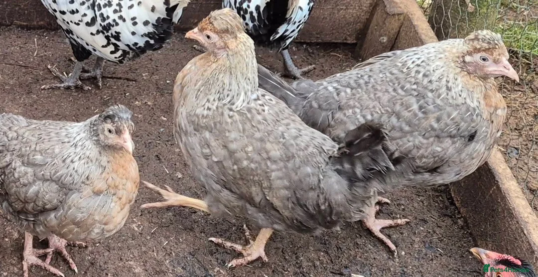 Chickens poultry for sale: Crested cream legbar ( Blue eggs)  - Advert 1
