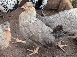 Chickens poultry Crested cream legbar ( Blue eggs) - Advert 3