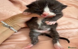 Mixed Breed cats for sale: 5 babies just born weeks ago! - Image 3