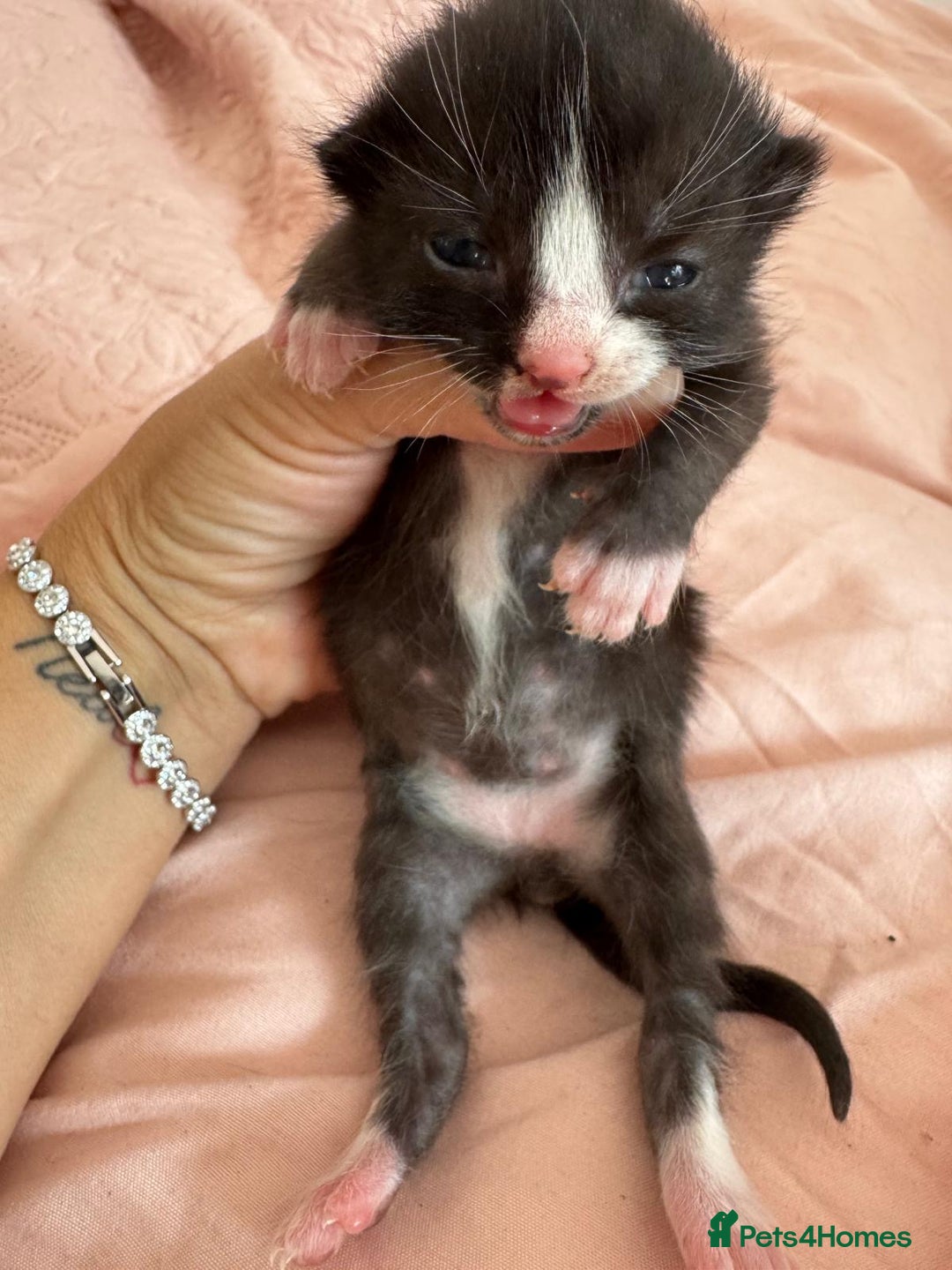 Mixed Breed cats for sale: 5 babies just born weeks ago! - Image 3