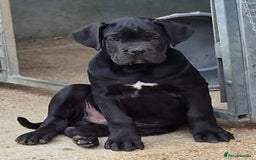Cane Corso dogs for sale: Just one boy remaining  - Image 2