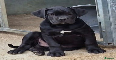 Cane Corso dogs - Advert 2