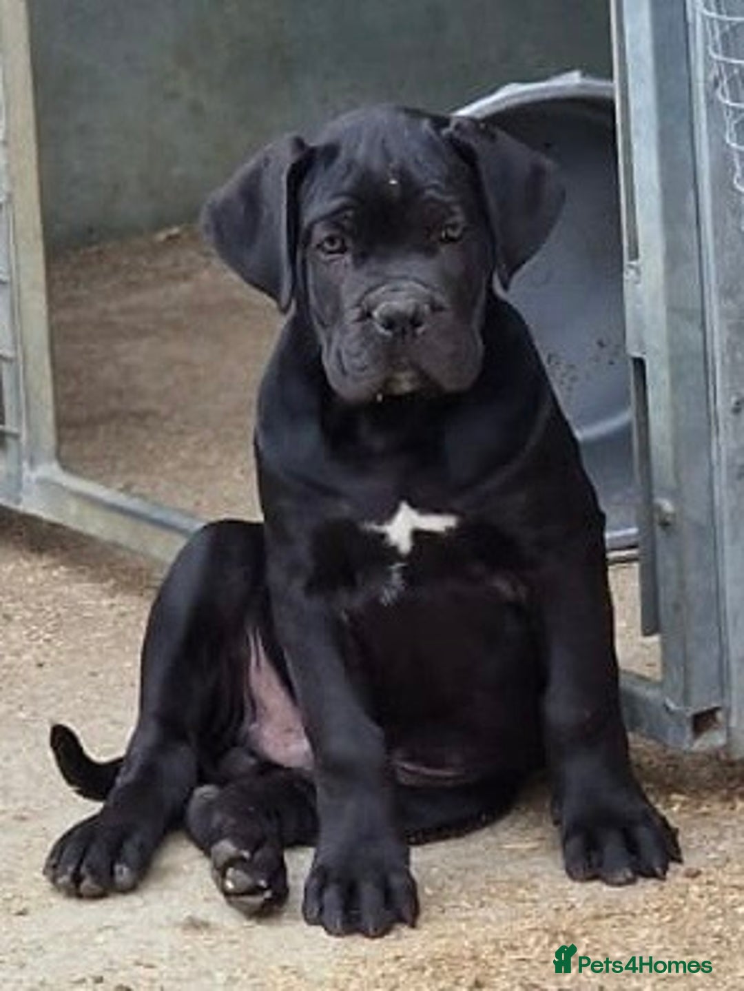 Cane Corso dogs for sale: Just one boy remaining  - Image 2