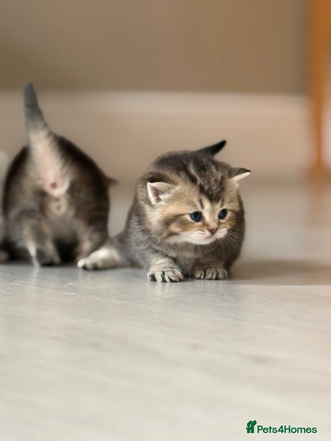 British Shorthair cats for sale: Scottish Fold/ Straight kittens available now - Advert 17