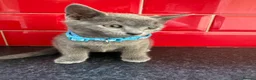 Russian Blue cats for sale: Russian Blue kittens - Advert 9
